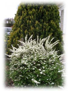 spir�e en fleurs