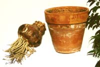 amaryllis pot et bulbe