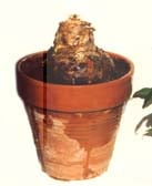 amaryllis plant&eacute;