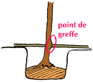 plantation d'un arbre fruitier