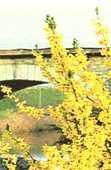 forsythia en fleurs