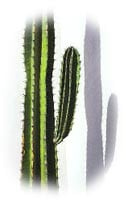cactus cierge