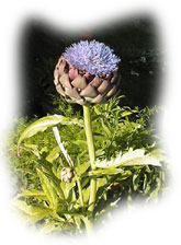 fleur d'artichaut