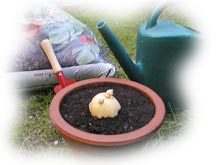 plantation de la pomme de terre