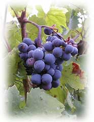 grappe de raisin et feuilles de vigne