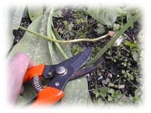 coupez les tiges des tulipes d&eacute;fleuries