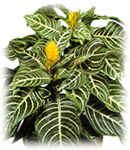 Plantes d'appartement et d'int�rieur - plantes vertes