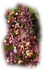 berberis thunbergii