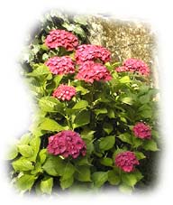 hortensia