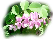 Questions / r�ponses de jardinage . D�cembre 2002