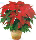 De reparation et les travaux de finition dans l'appartement