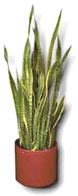 sanseveria