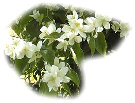 fleurs de seringat