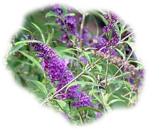 buddleia