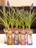 Bulbes fleuris pour No�l