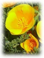 fleur de pavot de californie