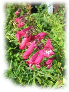 Fleurs et plantes fleuries