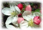 pommier � fleurs