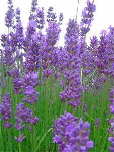 fleurs de lavande commune