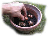 placement des bulbes dans le pot