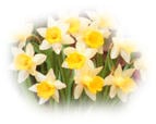 narcisses