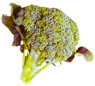 Brocoli
