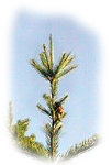 surveillez la fl&egrave;che de l'arbre !