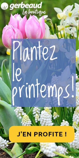 Plantez dès à présent vos bulbes de printemps !