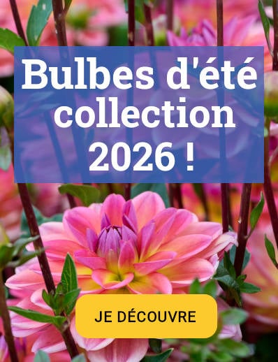 collection bulbes d'été 2026 !
