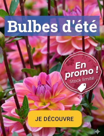 collection bulbes d'été 2026 !