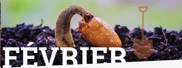 nos conseils de jardinage pour février