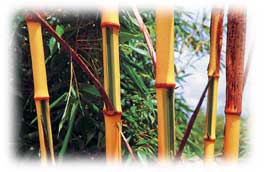 phyllostachys castillonis