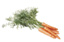 basilic