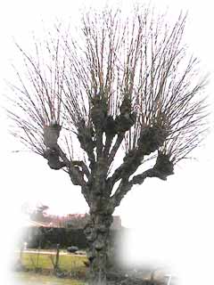 Tailles En Tête De Tétard Ou De Chat