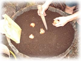 disposer les bulbes de tulipes dans la jardinière