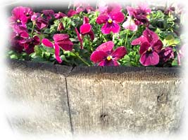 jardinière de violas