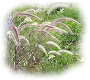 Pennisetum setaceum