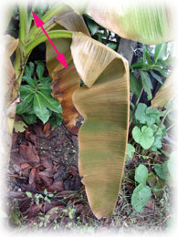 Feuille de bananier gelée