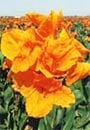 Fleur de canna orangé