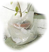 Plastique de protection pour l'hivernage