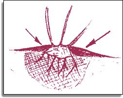 rosier : buttage du collet